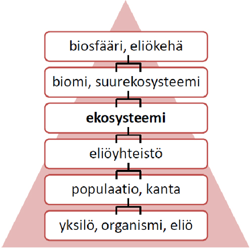 ekosysteemi_1.jpg